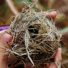 Harvest Mouse Nest