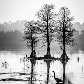Wetlands Morning by Robert Willson - Black & White Landscapes