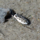 Southern white beach tiger beetle