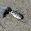 Southern white beach tiger beetle