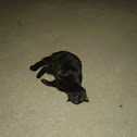 Black Cat