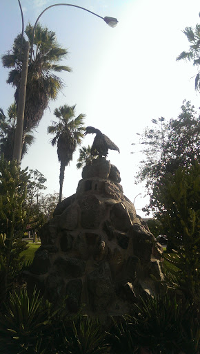 Pájaro En El Parque