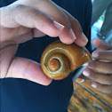Apple snail