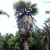 Palmera excelsa, Chinese Windmill Palm