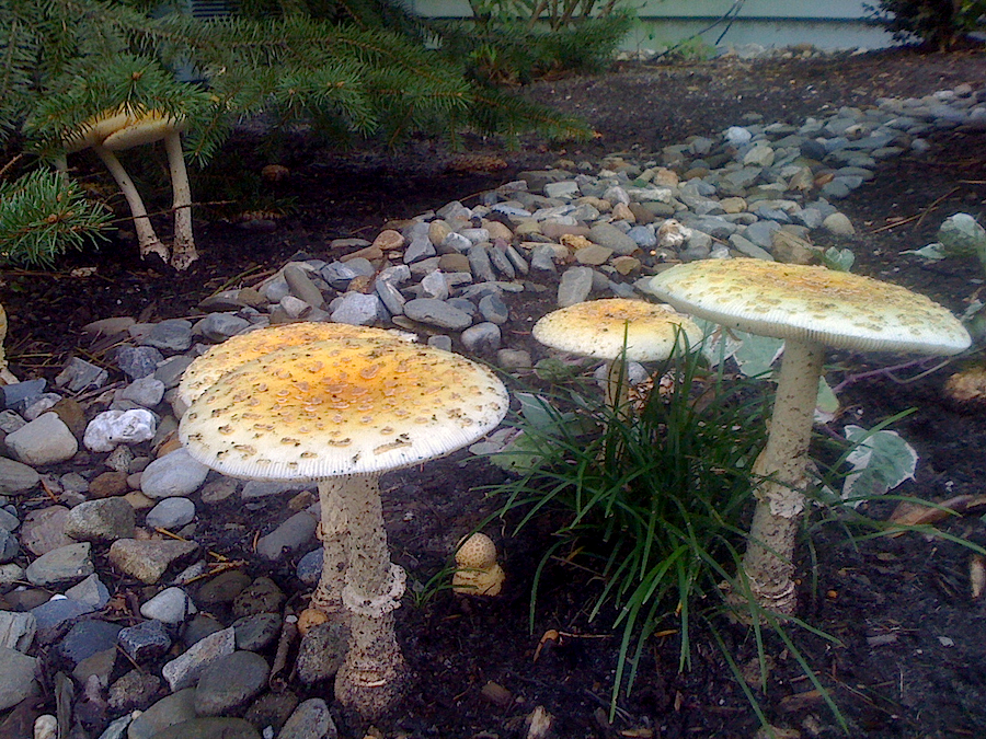 Cecilia's ringless mushrooms