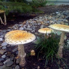 Cecilia's ringless mushrooms