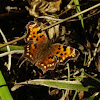 satyr comma