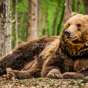 relax by Iosif Vajnar - Animals Other Mammals