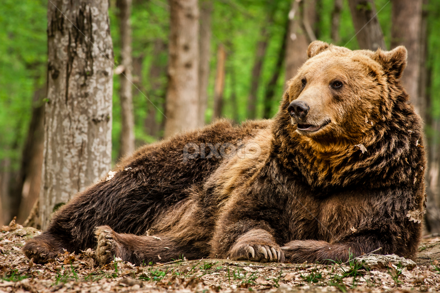 relax by Iosif Vajnar - Animals Other Mammals