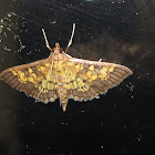 Paler Diacme Moth
