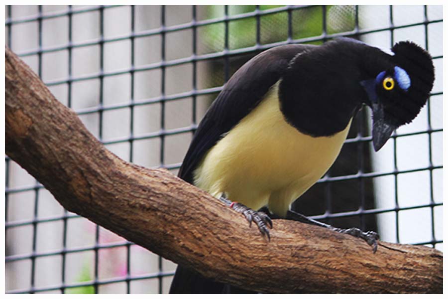 The Plush-crested Jay