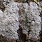 White lichen