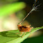 Lophopid planthopper nymph