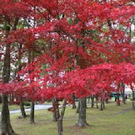 【南投】富士日本料理