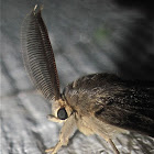 Gypsy Moth (Male)