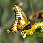 Giant swallowtail
