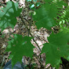 Sugar Maple