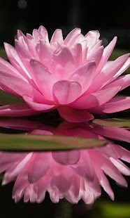 download Lotus Wallpapers HD free