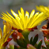 Bicoloured lampranthus