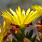 Bicoloured lampranthus