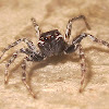 Jumping Spider