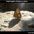 Purple Sapphire (Heliophorus epicles)