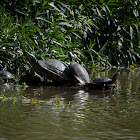 Red-eared Slider