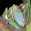Acacia horned treehopper