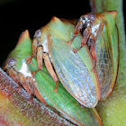 Acacia horned treehopper