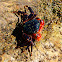 Striped shore crab