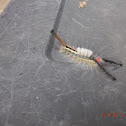 White marked tussock moth caterpillar