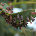 Eucalypt scale galls