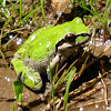 Sierrian  Treefrog