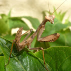 Ninfa de mantis