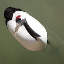 Japanese Crane or Red-crowned Crane