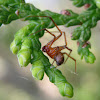 Scaffold Web Spider