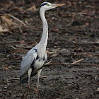 grey heron