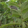 Florida Tussock Moth larva