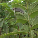 Florida Tussock Moth larva