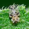 Oak Lace Bug