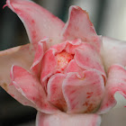 Torch Ginger