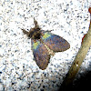 Iridescent Tussock Moth