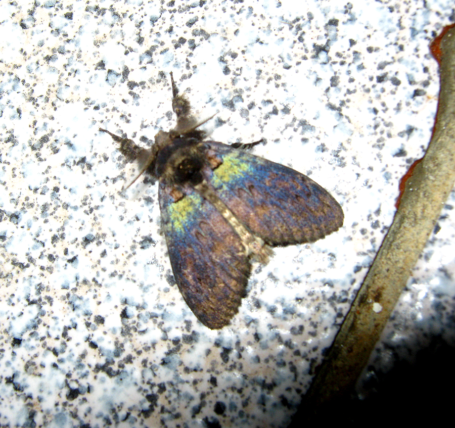 Iridescent Tussock Moth
