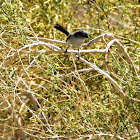 black-tailed gnatcatcher