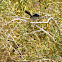 black-tailed gnatcatcher