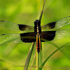 Widow Skimmer Dragonfly (female)