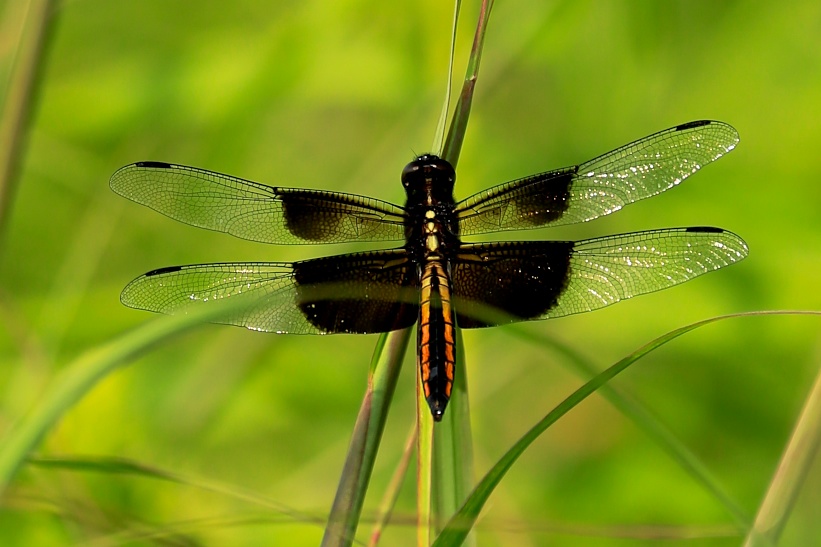 Widow Skimmer Dragonfly (female)