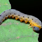 Unidentified Sawfly Larva