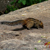 Jungle palm squirrel, western ghats squirrel