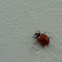 Seven-spotted Ladybug // Marieta de set punts